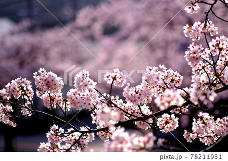 【兵庫県 神戸市】日差しを浴びる桜 78211931