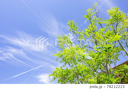 青空とシマヨネリコ 青空とシマヨネリコ 78212223