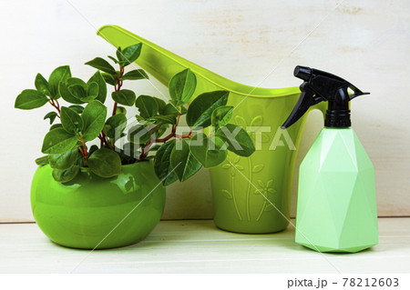 Houseplants, watering can and spray bottle on a wooden background. Houseplants, watering can and spray bottle on a wooden background. 78212603