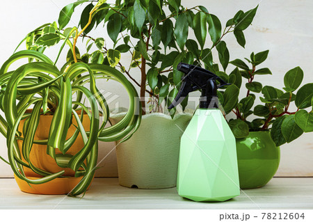 Houseplants, watering can and spray bottle on a wooden background. Houseplants, watering can and spray bottle on a wooden background. 78212604