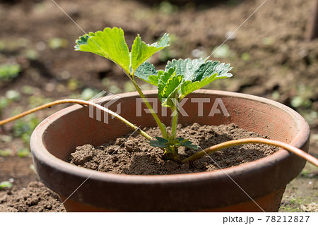 いちご栽培 ランナーによる苗作り (5月) 家庭菜園 いちご栽培 ランナーによる苗作り (5月) 家庭菜園 78212827