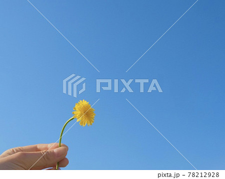 可愛い花 一輪の花 お花摘み 青空と花 イメージの写真素材