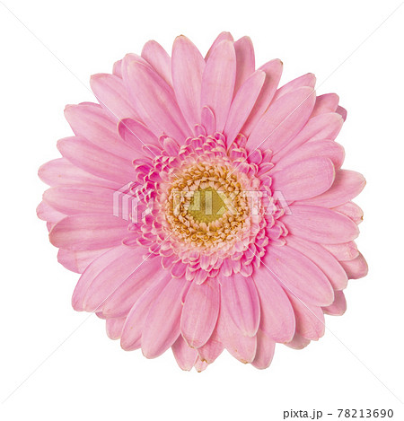 Pink Flower isolated on solid background 78213690