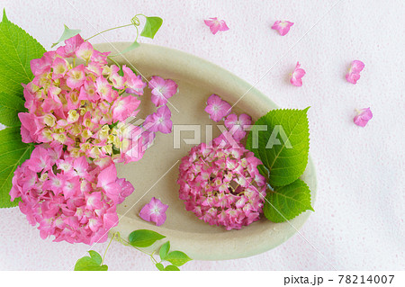 ピンクのアジサイのアレンジ 78214007