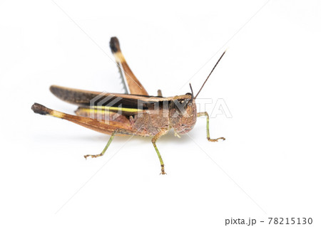 Image of sugarcane white-tipped locust grasshopper (Ceracris fasciata) isolated on white background. Insect Animal. Caelifera., Acrididae 78215130