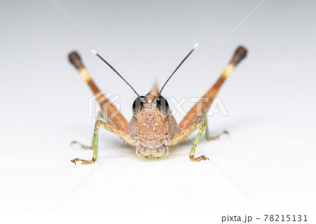 Image of sugarcane white-tipped locust grasshopper (Ceracris fasciata) isolated on white background. Insect Animal. Caelifera., Acrididae 78215131