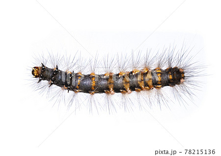 Image of hairy caterpillar isolated on white background. Insect. Worm. Animal. 78215136