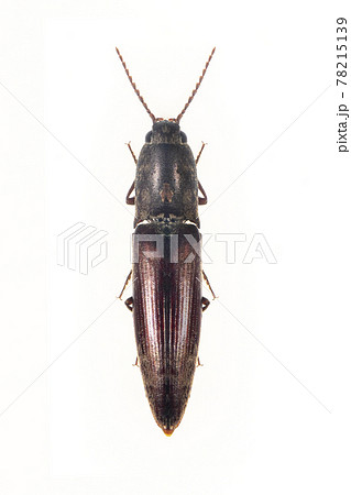 Image of click beetle isolated on white background. Insect. Animal. Image of click beetle isolated on white background. Insect. Animal. 78215139
