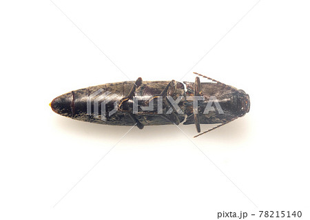 Image of click beetle isolated on white background. Insect. Animal. 78215140