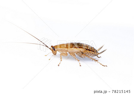 Image of brown forest cockroach on white background. From side view. Insect. Animal 78215145