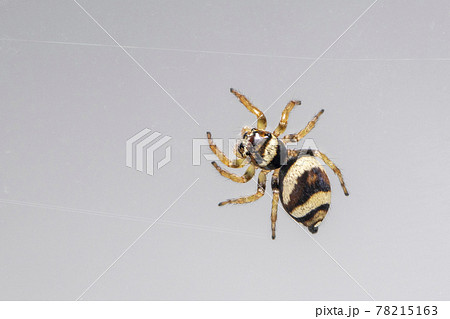 Image of bleeker's jumping spider (Euryattus bleekeri) on Milky white background. Insect. Animal Image of bleeker's jumping spider (Euryattus bleekeri) on Milky white background. Insect. Animal 78215163
