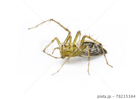 Image of lynx spider (hamadruas sp.) on white background. Insect. Animal 78215164