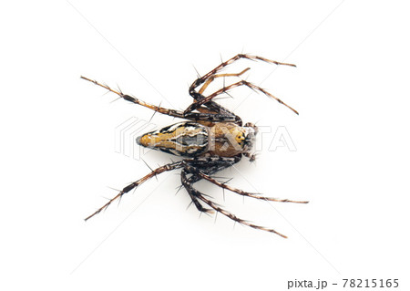 Image of brown lynx spiders on white background. From top view. Insect. Animal Image of brown lynx spiders on white background. From top view. Insect. Animal 78215165