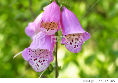 ジキタリス 78215365