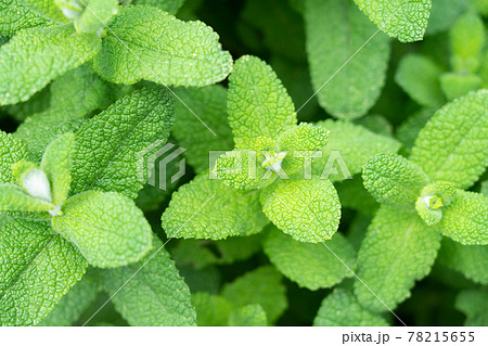 真上から見たアップルミント　ハーブ　（5月）　家庭菜園 78215655