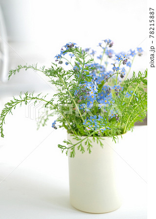 Bouquet of blue forget-me-not wildflowers in vase on windowsill. Bouquet of blue forget-me-not wildflowers in vase on windowsill. 78215887