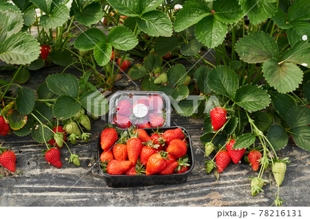 Plastic box full of freshly picked strawberries  78216131