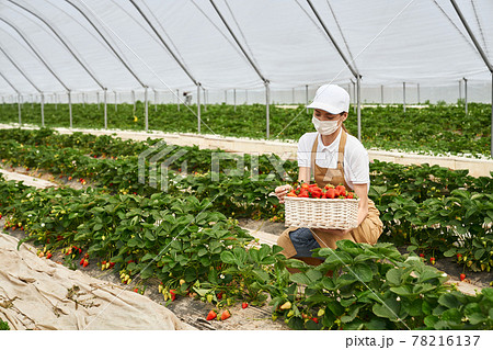 Squatting woman in mask harvesting strawberries Squatting woman in mask harvesting strawberries 78216137