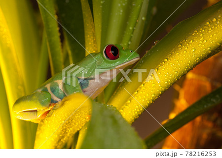 Red-eyed tree frog playing in the yellow light Red-eyed tree frog playing in the yellow light 78216253