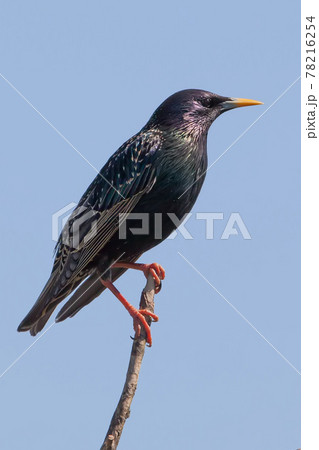 Common starling 78216254