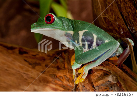 Beutiful red-eyed frog female Beutiful red-eyed frog female 78216257