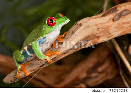 Red eyed tree frog crouching on a branch Red eyed tree frog crouching on a branch 78216258