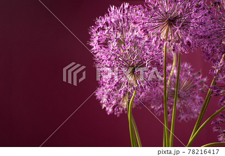 Beautiful allium flower against a purple background. Allium or Giant onion decorative plant on a floral theme banner. 78216417