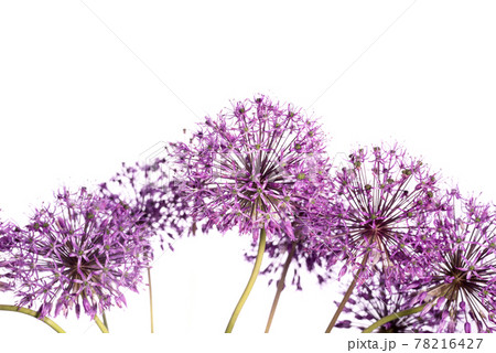 Beautiful allium flower against a white background. Allium or Giant onion decorative plant on a floral theme banner. 78216427
