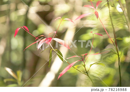 新緑の中で新芽の赤い葉 新緑の中で新芽の赤い葉 78216988