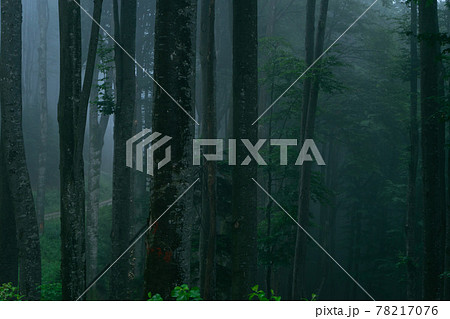 A view of a dark forest A view of a dark forest 78217076