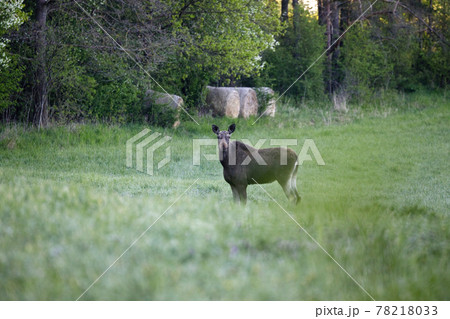 Female moose (Alces alces) in a mid-forest meadow 78218033