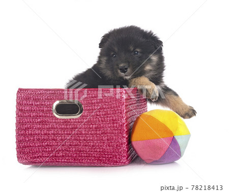 puppy Finnish Lapphund in studio 78218413