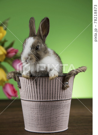 Little bunny, happy easter background 78218873