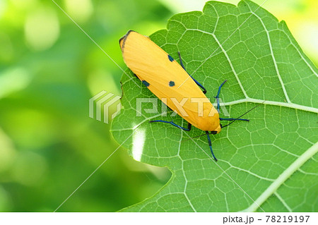 ホソバガの一種（メス） 78219197