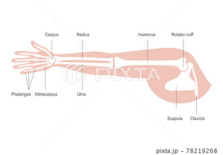 Arm bones poster Arm bones poster 78219268