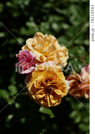 薔薇 (空蝉) 78219583