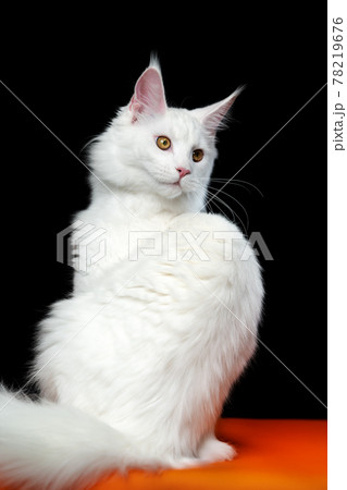 Portrait of Maine Coon Cat white color on orange and black background 78219676