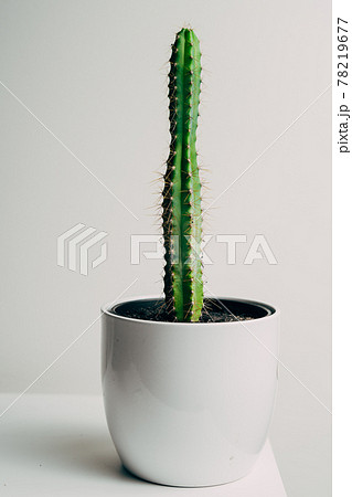 Beautiful healthy pole cactus in a white pot in an apartment - decoration Beautiful healthy pole cactus in a white pot in an apartment - decoration 78219677