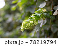 Green hops selective focus close up. Green hops is beer ingredient 78219794
