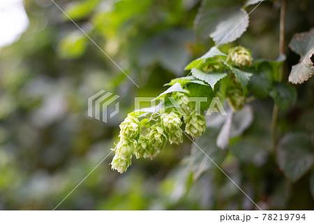 Green hops selective focus close up. Green hops is beer ingredient 78219794