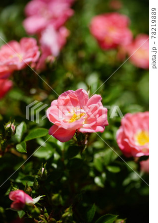 薔薇 (花見川) 78219889