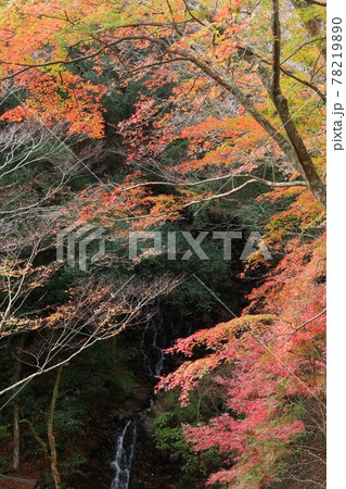 モミジの紅葉　1本の木で色が混ざり合う　伊豆　雄飛滝付近 78219890