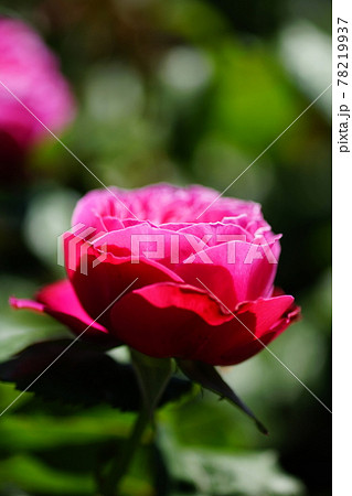 薔薇 (友禅) 78219937