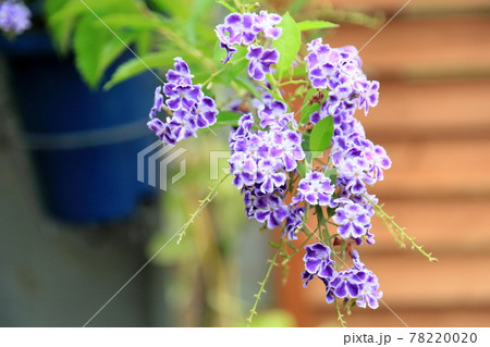デュランタの花 タカラヅカ デュランタの花 タカラヅカ 78220020