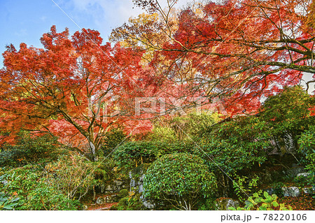 魚山大原寺、紅葉を迎えた実光院の庭園 魚山大原寺、紅葉を迎えた実光院の庭園 78220106