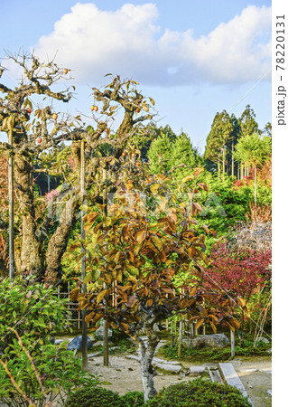 紅葉の魚山大原寺、実光院　西日を浴びる柿 78220131