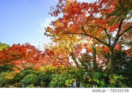 紅葉の魚山大原寺、実光院　旧理覚院（りかくいん）庭園 78220138