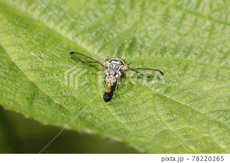 ミスジミエバエ ミスジミエバエ 78220265