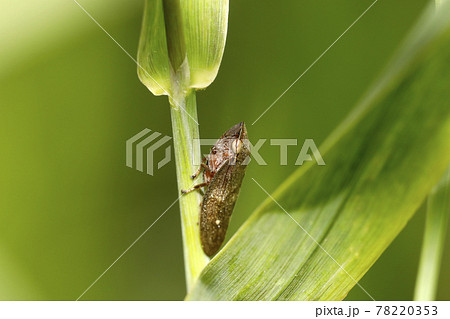 モンキアワフキ 78220353