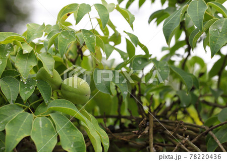 ムベの青い実と雨雫 ムベの青い実と雨雫 78220436